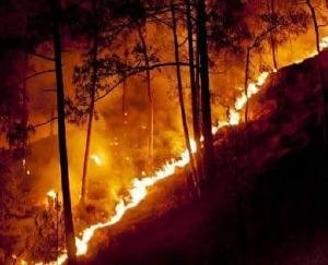 Master plan ready to control forest fires