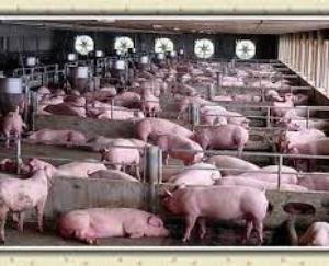 State's economy is getting a boost due to pig farming