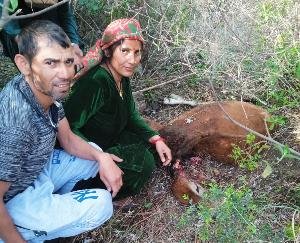  Panchayat Bareilly, tiger created terror for a few days