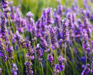  Farms will be smelling of lavender cultivation, farmers will be chirping with profits