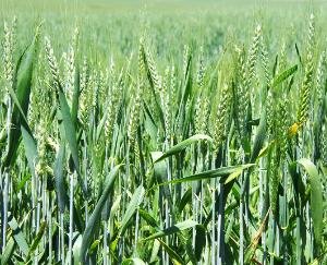 Indore: The process of selling wheat in 3 centers of Kangra will start soon