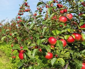 horticulture is the backbone of himachals economy