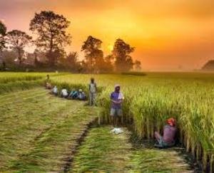 Farmers and gardeners will get 50 rupees cheap chemical fertilizer