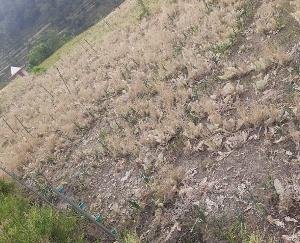 Heavy damage to crops due to heat