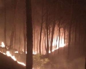  The forest of the burnt ri