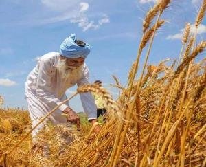 Wheat price may decrease in coming days