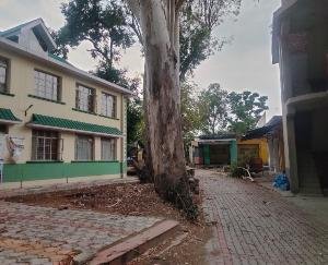 branches of the fallen tree in front of the gate of the Civil Hospital, narrowly left passers-by