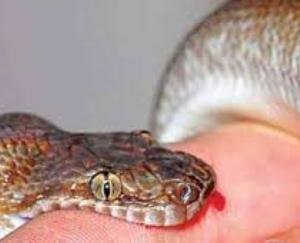 44-year-old man dies of snakebite
