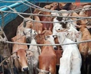 Smugglers taking animals to outside states by brutally filling vehicles