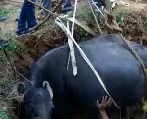 सेफ्टी टैंक के लिए बने गड्ढे में गिरी भैंस