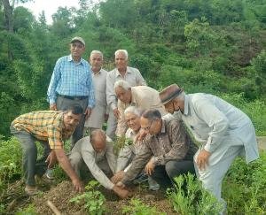 Kohli Samaj President celebrated his 76th birthday by planting saplings
