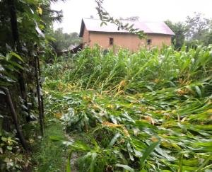 Maize crop destroyed in half a dozen villages, people upset