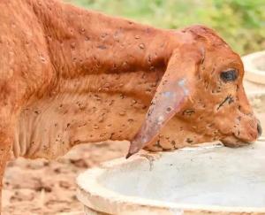 Gagret: Lumpy skin disease spread in animals, hundreds of animals are in the grip