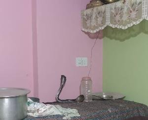Cobra entered the house, stirred up relatives