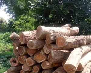 havoc of forest cuts in Bawehad, Khair trees cut from government land, case registered
