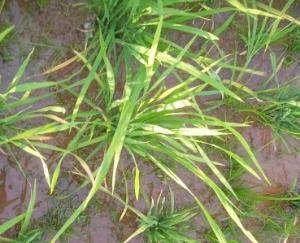 Farmers crop destroyed due to poor quality seeds of paddy, demand for compensation from administration