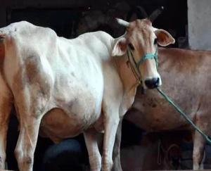 Lumpy virus havoc in India, more than 15 lakh cows in 15 states engulfed