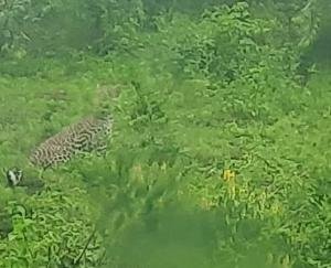 Darlaghat: Bus running irregularly in Solan-Samana, fear of leopard haunting local people