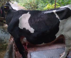  cows of Parshottam Chand, a cattle herder suffering from lumpi rag; dead, many injured