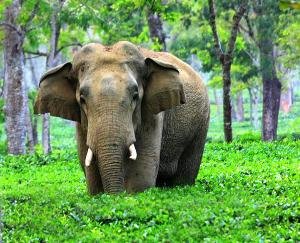 Forest Ministry will make a profile of the DNA of domesticated elephants, know the reason