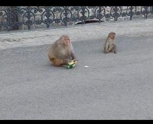 Monkey looted a bag full of money in Shimla, 75 thousand rupees were in the bag