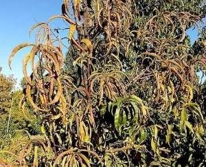 Plan made to prevent infection in cherry, 3 zones will be formed, infected plants will be uprooted from gardens