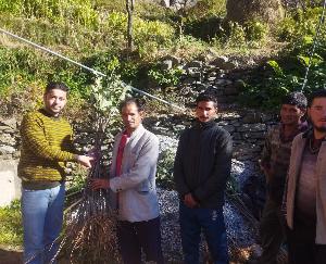Kullu: National Bank for Agriculture and Rural Development today distributed apple and palm saplings in Chanjla village.