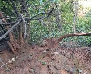 Sandalwood smuggler gang cut trees in Jaisinghpur and Karnaghat forests