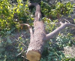 Sandalwood traders cleaned 15 trees in Jwalamukhi