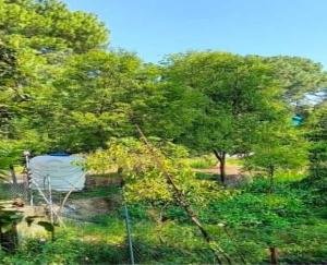 Ghumarwin: Vankatus targeted sandalwood trees