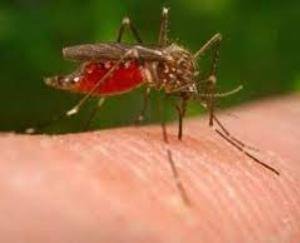 First case of Japanese encephalitis reported in Maharashtra's Pune