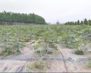 Eri silkworm rearing trial successful