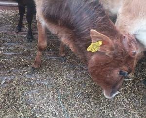 Police caught destitute animals being brought secretly