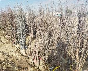Saplings of different varieties are being distributed to gardeners in Nirmand and Ani
