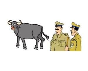 Dehra: Jai Chand's brown piece suddenly disappeared from Haar Minta on January 13.