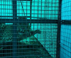 Leopard roaming in residential areas in Rampur Bushahr was imprisoned in a cage