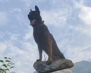 Indian Army Dog 'Zoom' Receives Gallantry Award For Bravery