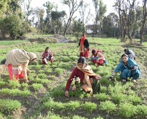 folk life smelling of chamomile flowers and basil