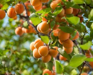 Himachal government will import plum, peach and apricot plants from USA