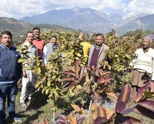 Sehal of Baijnath will be known as fruit village