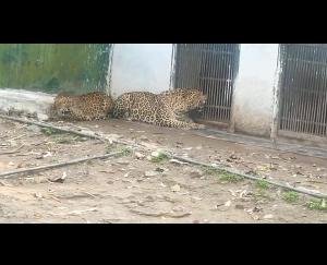 Vinay -Kumar, -MLA -from- Mr. -Renuka-ji- inspected- the- wild- life -zoo