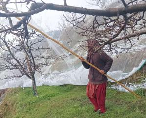 Heavy damage to apple trees due to snowfall in high altitude areas of Nirmand