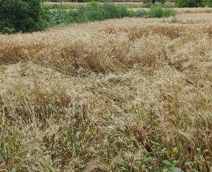 Indora: Unseasonal rains again hit the hard work of the farmers