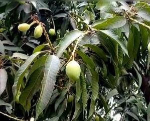 Hamirpur: 80 metric tonnes of mango crop destroyed due to strong storm and hailstorm