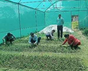 Hamirpur: Now the gardeners of Hamirpur will also cultivate Japanese fruit