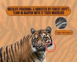 Wildlife-Poaching-three-arrested-by-Forest-deptt-Team-in-Nagpur-with-17-Tiger-Whiskers