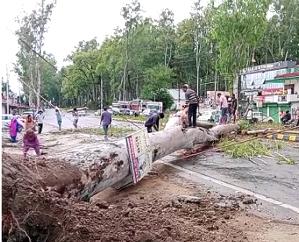 Sirmaur: Tree fell near Majra on NH Chandigarh-Dehradun, major accident averted 111 222
