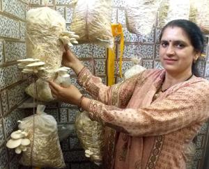 Karsog: Dhingri -mushroom -farming -started- by -spending -500 -rupees, now- thousands -of -business -is -happening -every- month