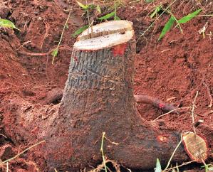 Forest cutters cut 7 sandalwood trees from private land in volcano's dol