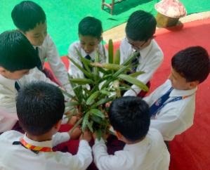 Solan: Pledged to make clean and green earth in Sai International School